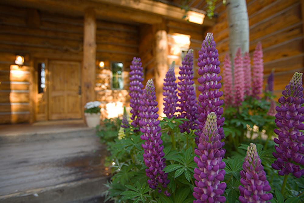 Wildflowers along the property's north edge