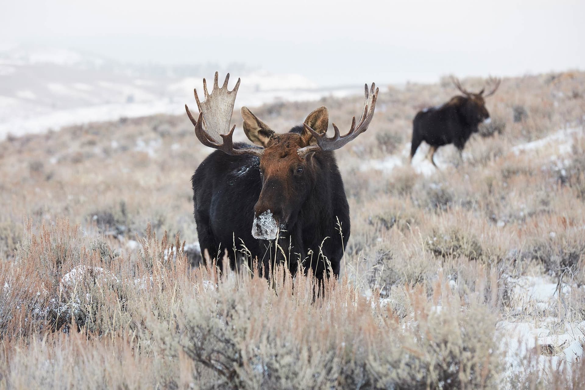 How to spot a moose at dawn (and why our back lawn is the easiest place to start)